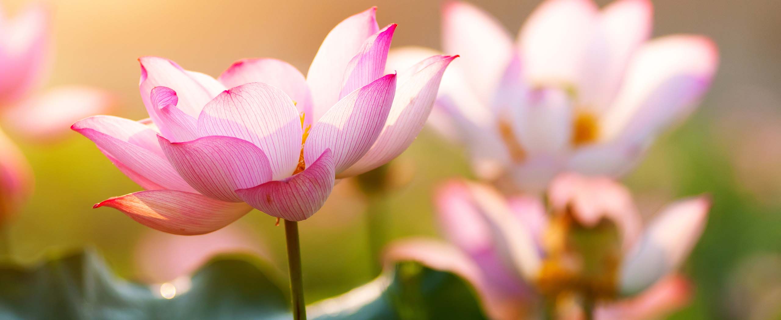 Pink Lotus Flower